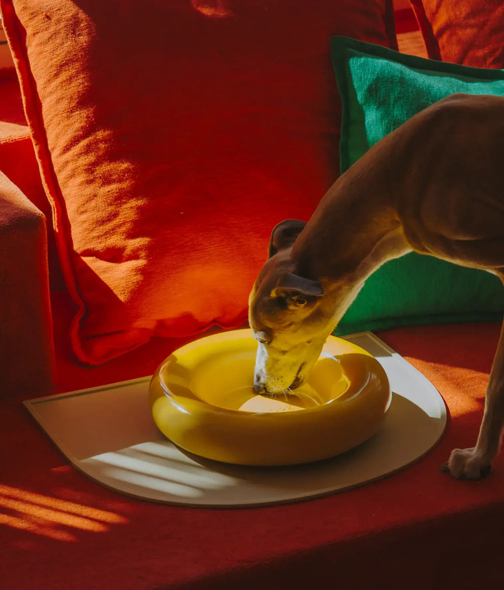 Mangiatoia in ceramica gialla per cane: Amarillo / Pequeño