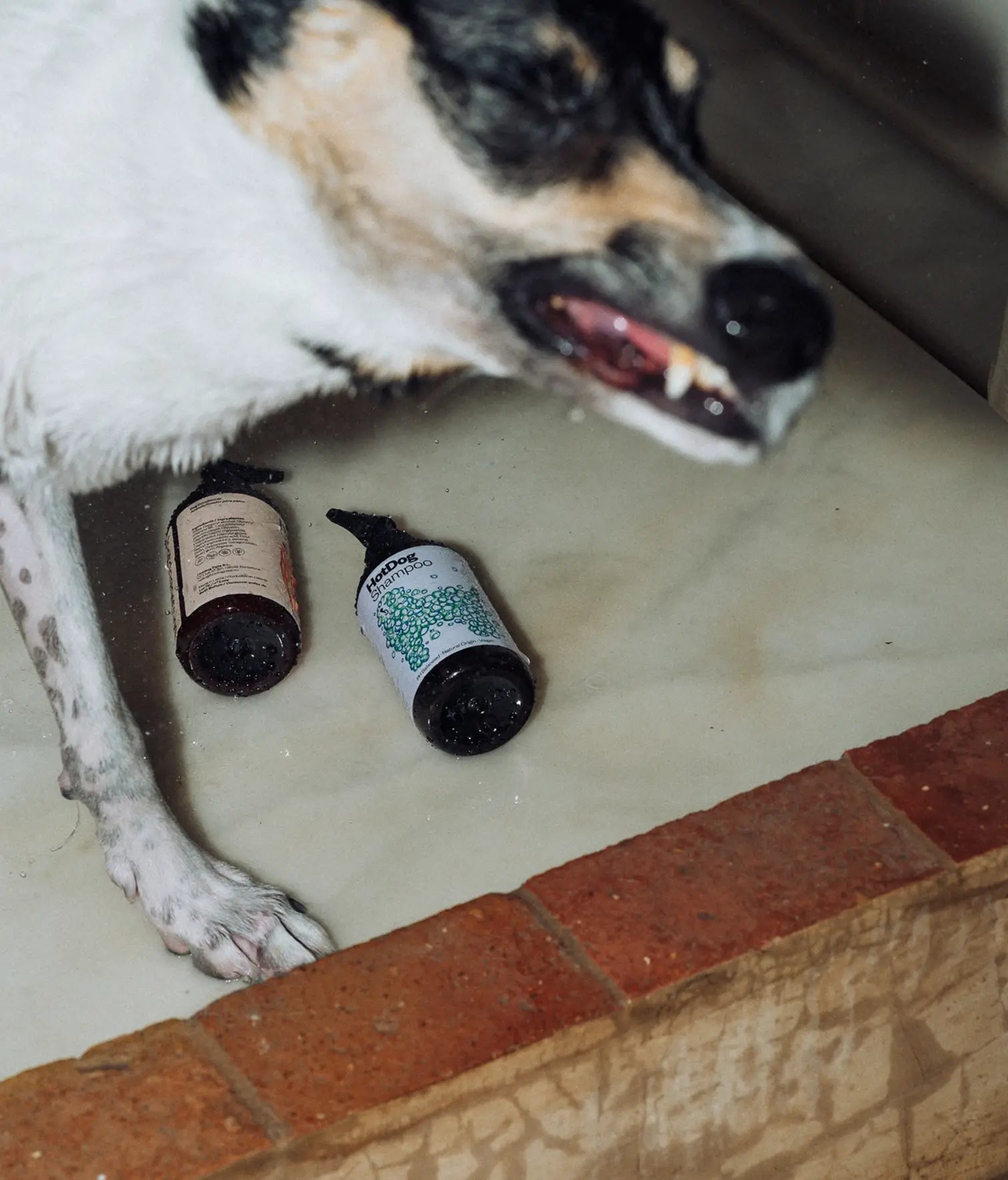 Shampoo vegano per cani