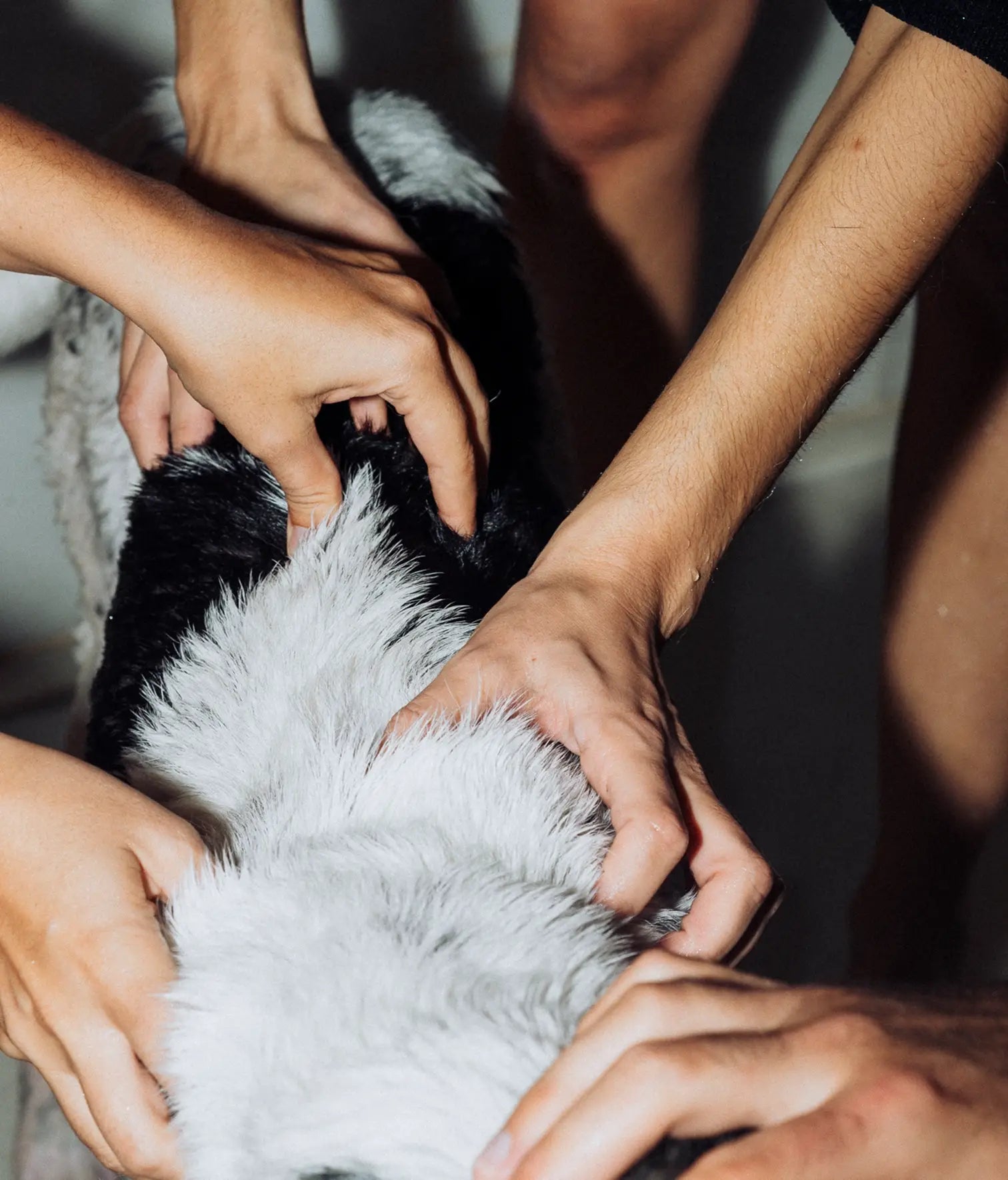 Balsamo vegano per cani