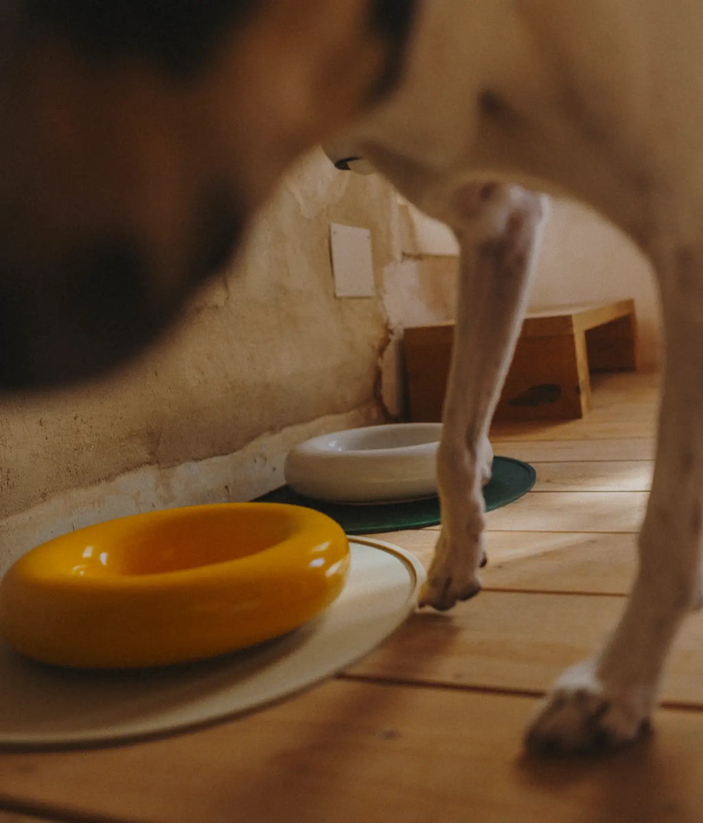 Mangiatoia in ceramica gialla per cane: Amarillo / Pequeño