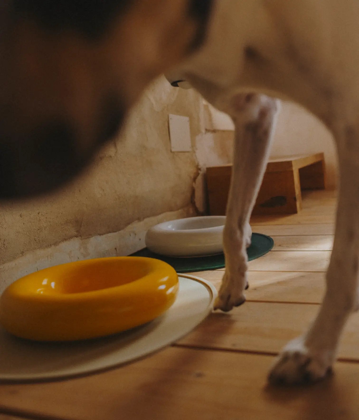 Mangiatoia in ceramica gialla per cane: Amarillo / Pequeño