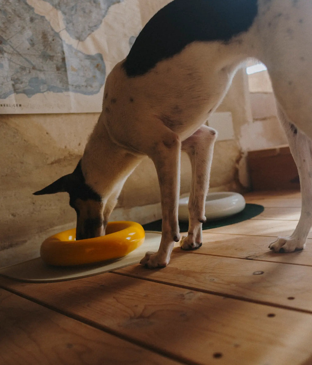 Mangiatoia in ceramica gialla per cane: Amarillo / Pequeño