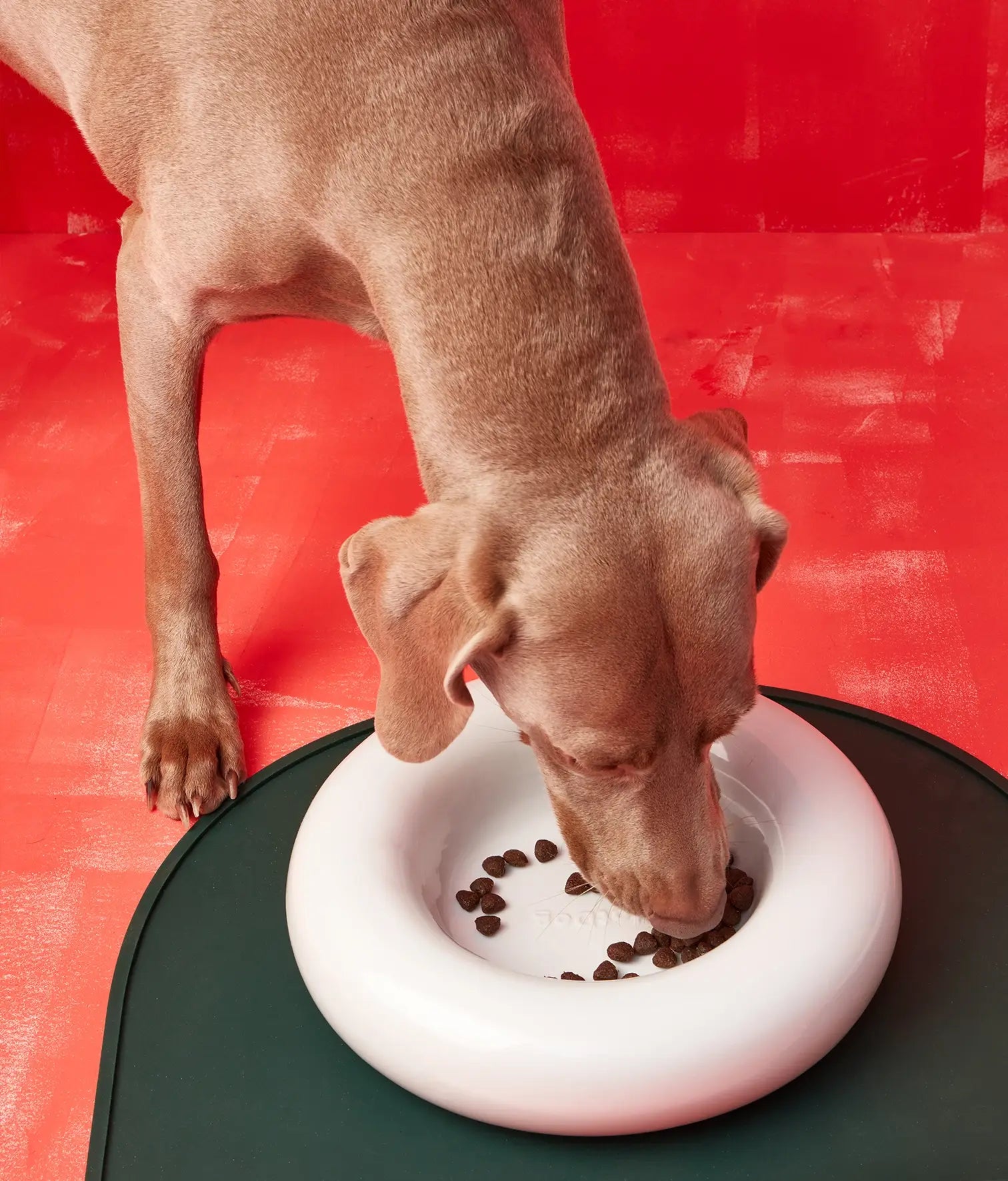 Mangiatoia in ceramica gialla per cane: Amarillo / Pequeño