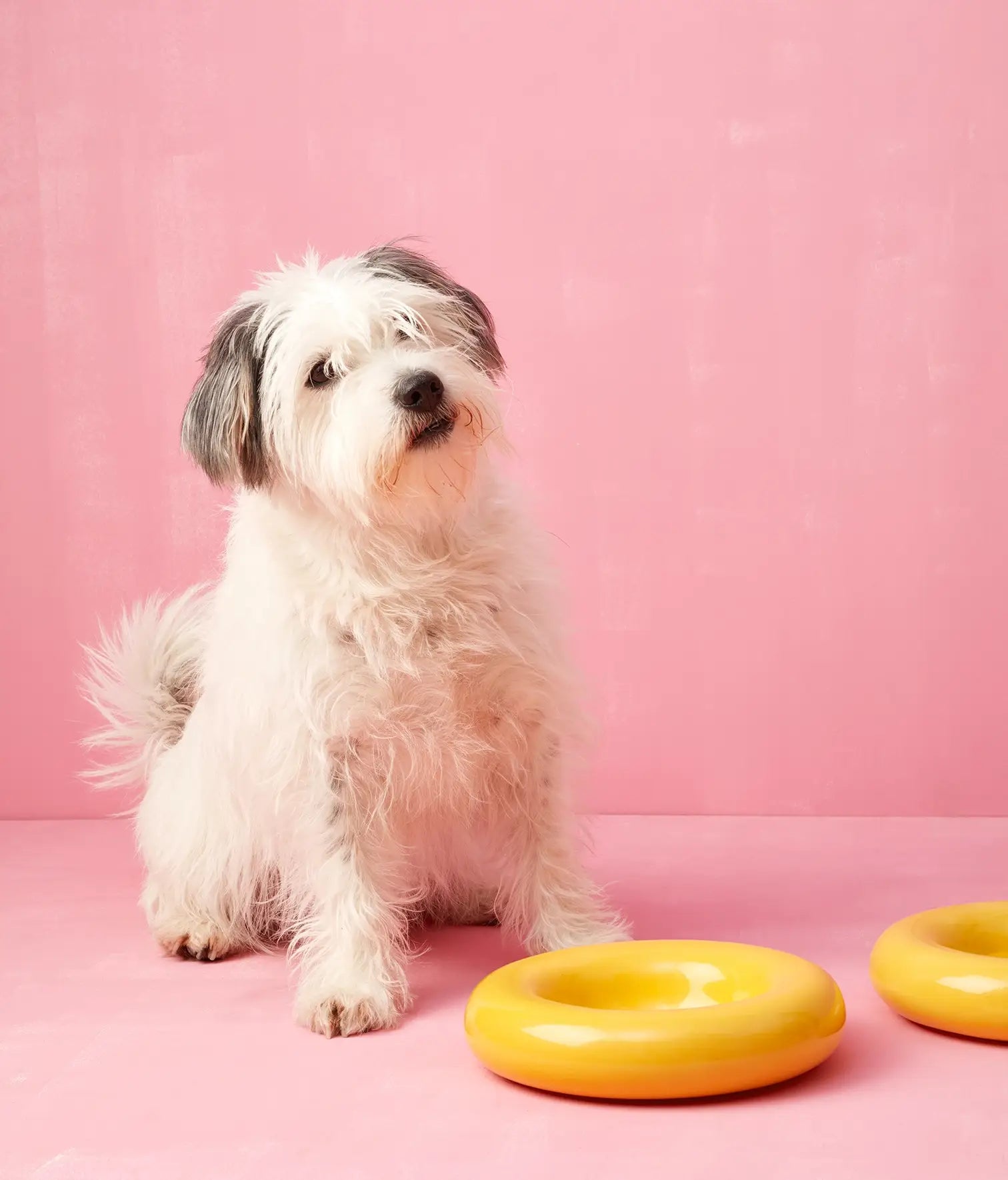 Mangiatoia in ceramica gialla per cane: Amarillo / Pequeño