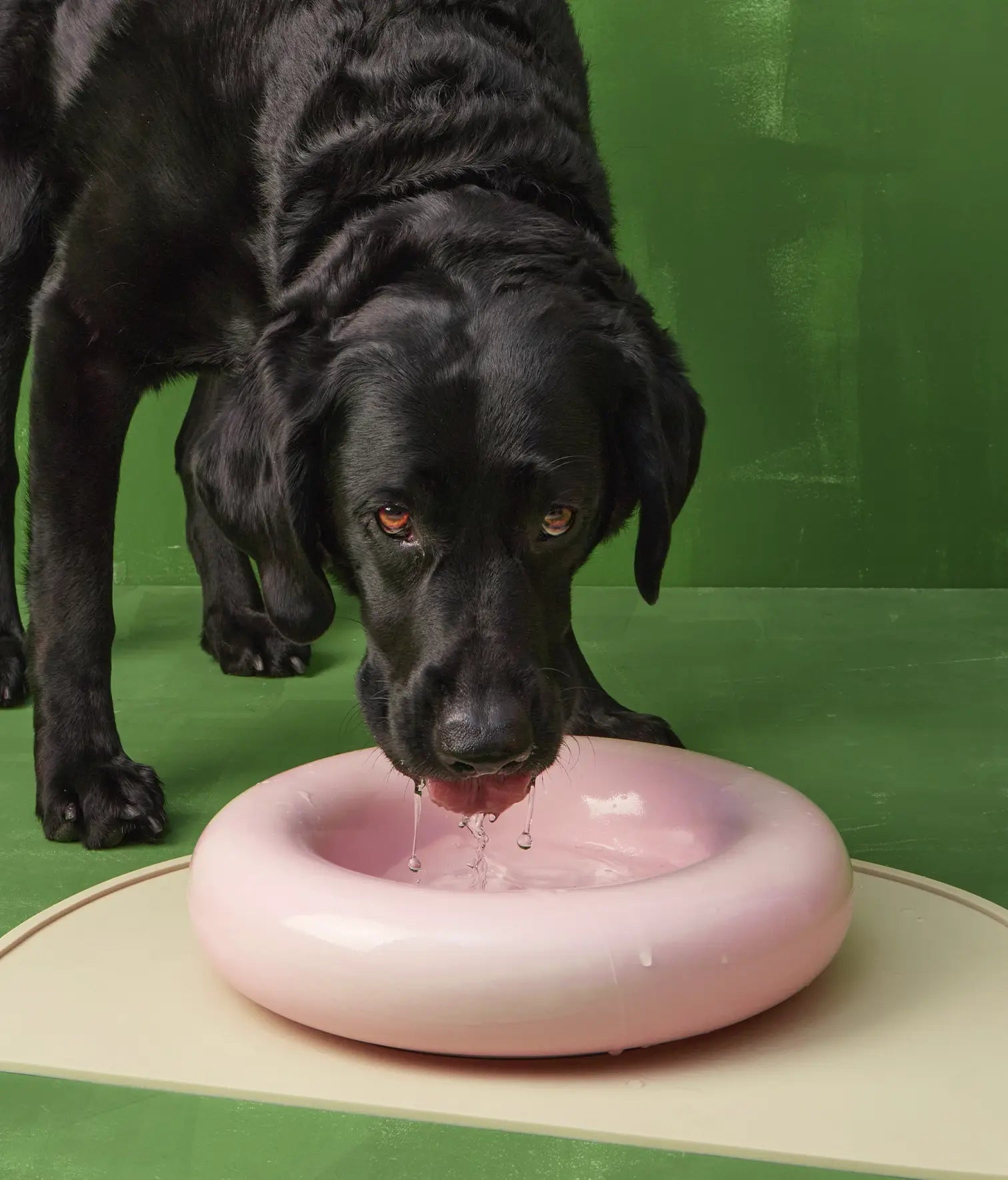 Mangiatoia in ceramica gialla per cane: Amarillo / Pequeño